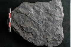 Foto (Detailansicht) von Neuropteris sp.  (NHMW-GEO-2024-0188-10681)